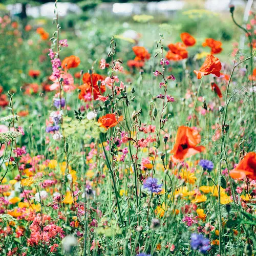 floriterapia